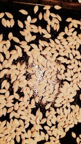 PicsArt_1413056683375